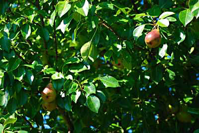 Kline Creek Farm Orchard